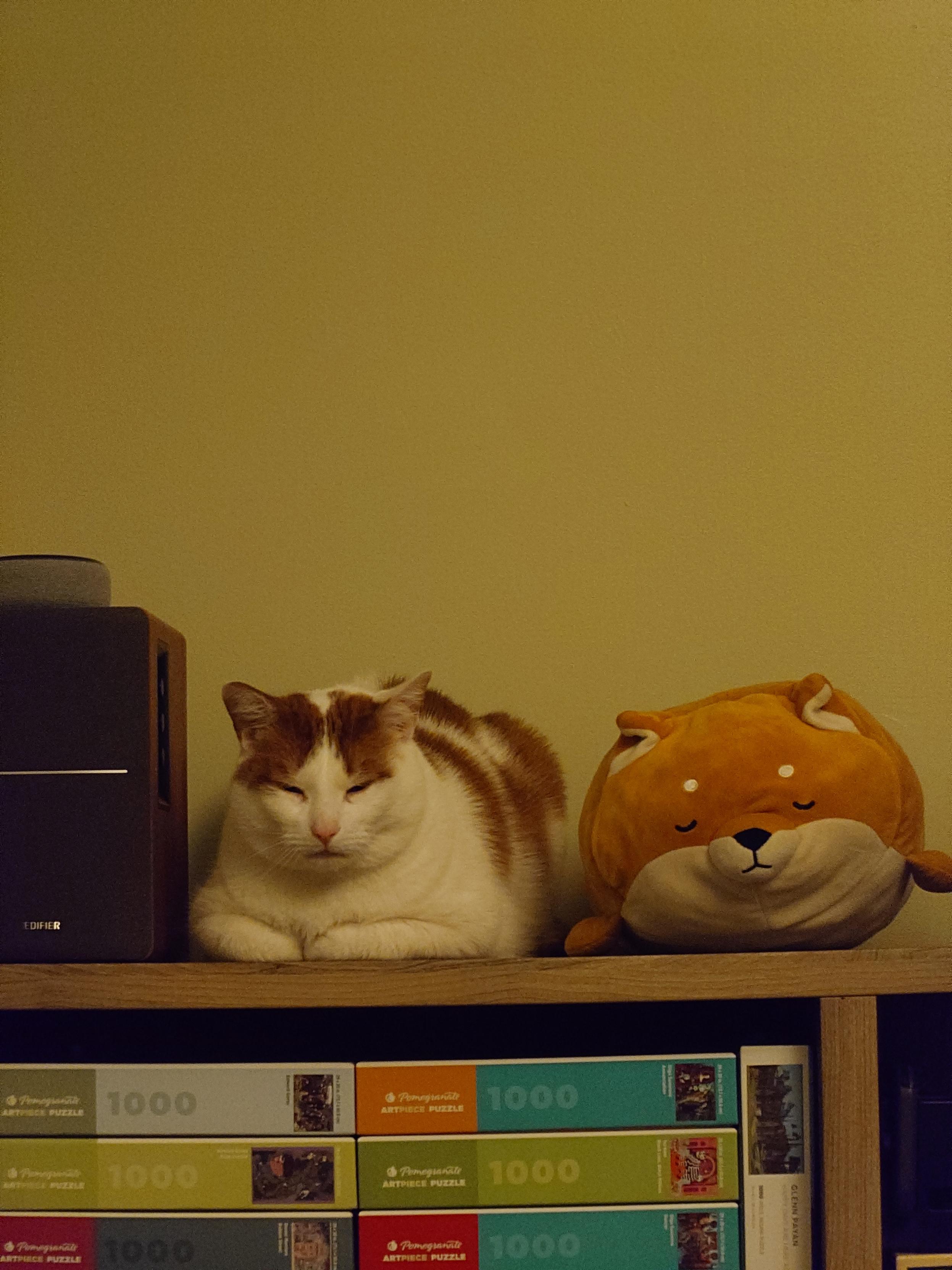 Angus sitting on a shelf beside a stuffed dog. They both have their eyes closed